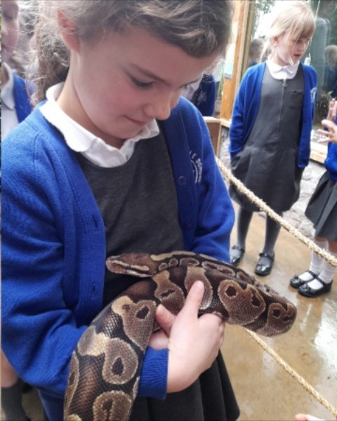 What amazing adventures in Y3 handling so many varied creatures and seeing some special wildlife. #snakes #fossa #spiders #wildlifeoasis #ants #rainforest